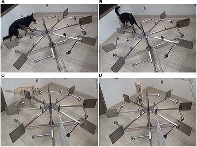 Differences in the Search Behavior of Cancer Detection Dogs Trained to Have Either a Sit or Stand-Stare Final Response